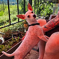 adopt a pet