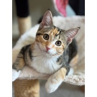 adopt-pet