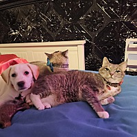 adopt a pet