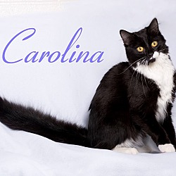 Thumbnail photo of Carolina #1