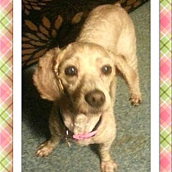 Thumbnail photo of Adopted!!Phoebe - OH #2