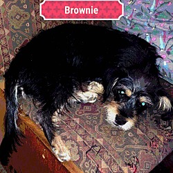 Thumbnail photo of Brownie #3
