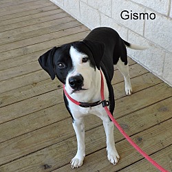 Thumbnail photo of Gismo #1