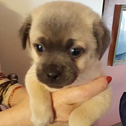 Thumbnail photo of Pug mix Pups #2