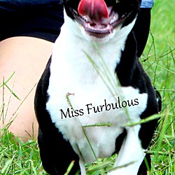 Thumbnail photo of Miss Furbulous ~ meet me! #2