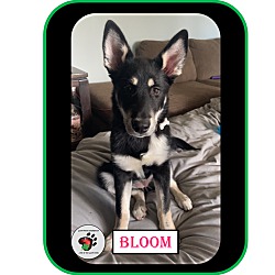 Thumbnail photo of Bloom UPDATED (Molloys Litter) #3