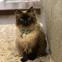 Photo of Princess Meow Meow