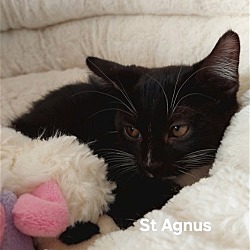 Photo of Saint Agnus