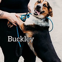 Thumbnail photo of Buckley #1