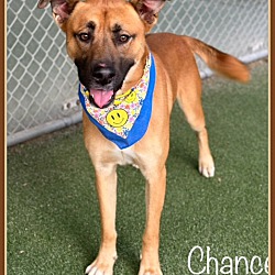 Thumbnail photo of CHANCE #3