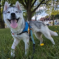 adopt a pet