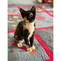 adopt-pet