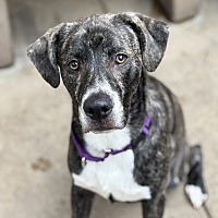 adopt a pet