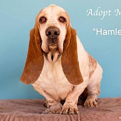 Thumbnail photo of Hamlet #2