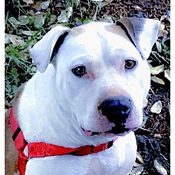 Thumbnail photo of Betty Boop family dog #2
