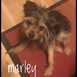 Photo of Marley