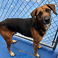 New Kent Animal Control Pound in New Kent, Virginia