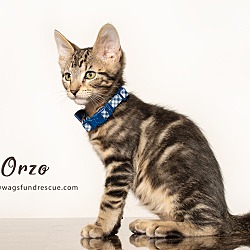 Thumbnail photo of Orzo #4