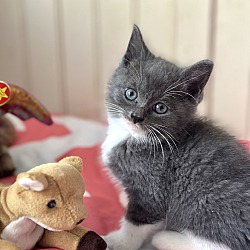 Thumbnail photo of Sylvania (fluffy baby kitten) #3