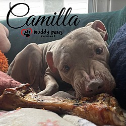 Thumbnail photo of Camilla #4