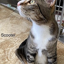 Thumbnail photo of Scooter - Center #3