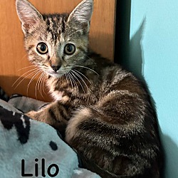 Thumbnail photo of Lilo #1