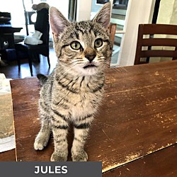 Thumbnail photo of Jules #2