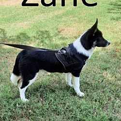 Photo of Zane