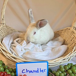 Thumbnail photo of Chandler #1