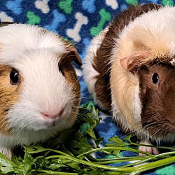 bonded pet photo