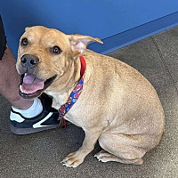 adopt a pet