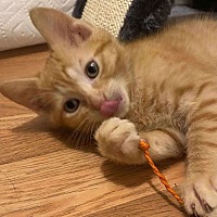 adopt a pet