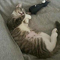 adopt a pet