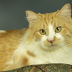 Friends of Pets in Anchorage, Alaska