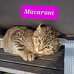 Photo of Macaroni