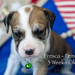 Thumbnail photo of Fresca #2