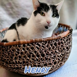 Photo of Henry