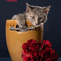 Photo of Petunia