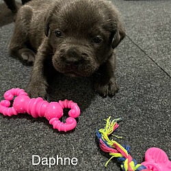 Thumbnail photo of Daphne #2