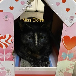 Thumbnail photo of Spooky (was Miss Eloise) #4