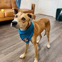 adopt a pet