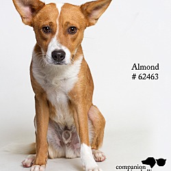 Thumbnail photo of Almond #3