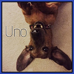 Thumbnail photo of Uno #4
