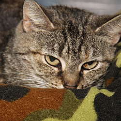 Thumbnail photo of Oceana (Spayed) -Update #1