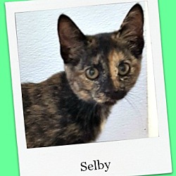 Thumbnail photo of Selby #1