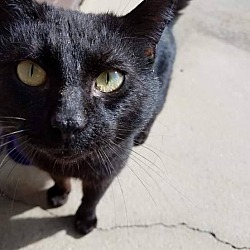Photo of Black Cat