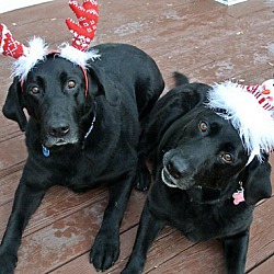 bonded pet photo