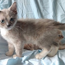 Photo of Dilute tortie girl