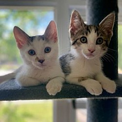 Photo of Kittens - Chase & Marshall