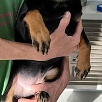 adopt a pet